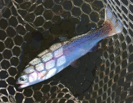 大安トラウトレイク釣果